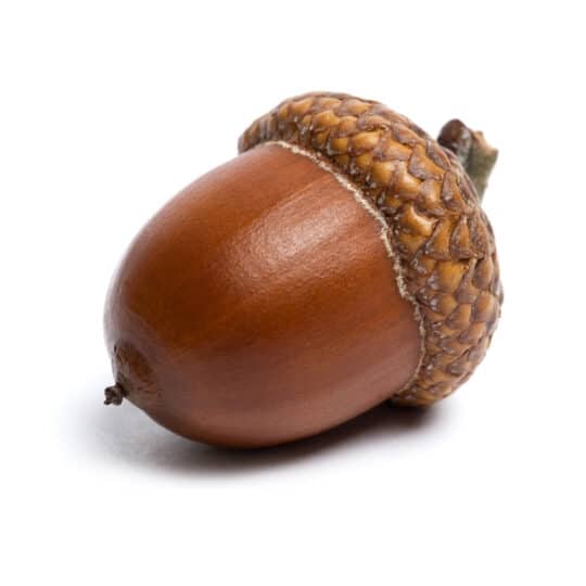 Acorn