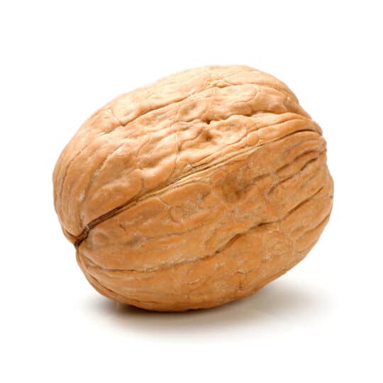 walnut